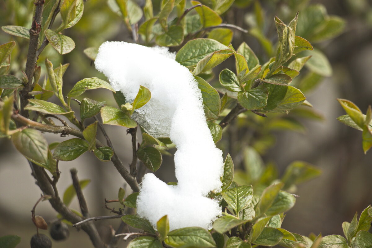 Апрельский снег. - Владимир Зырянов