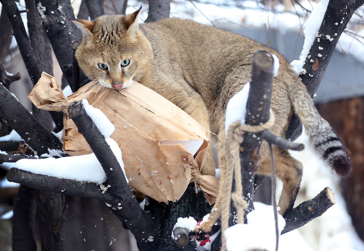 посылочка камышовому - Михаил Бибичков посылочка камышовому - Михаил Бибичков