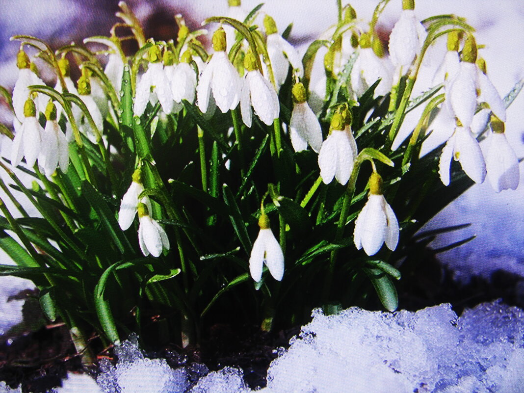 Самые стойкие - Людмила Смородинская Самые стойкие - Людмила Смородинская