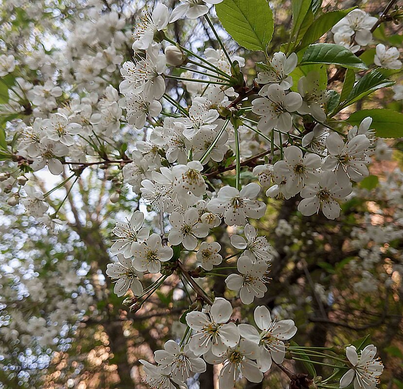 В месяце мае - Елена Семигина