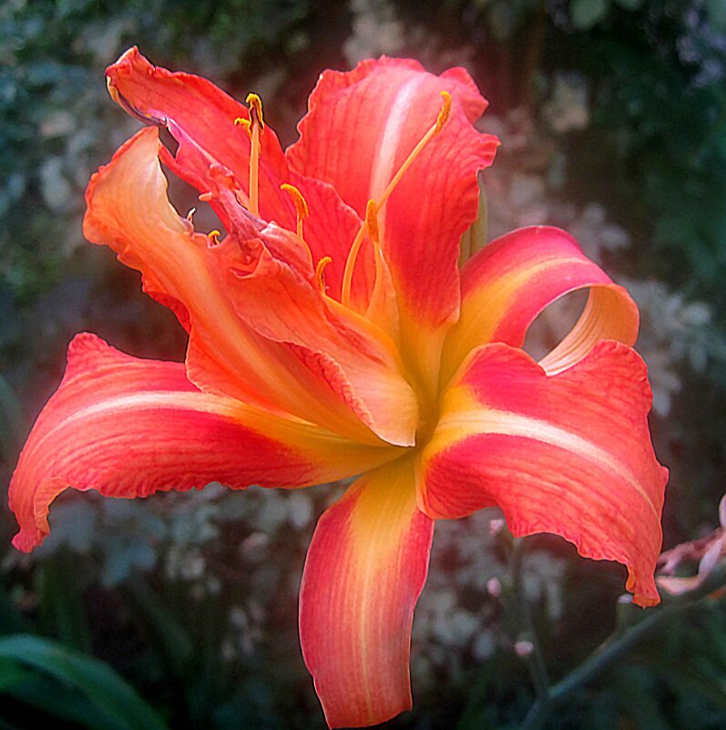 Ли... - Елена Семигина Ли... - Елена Семигина