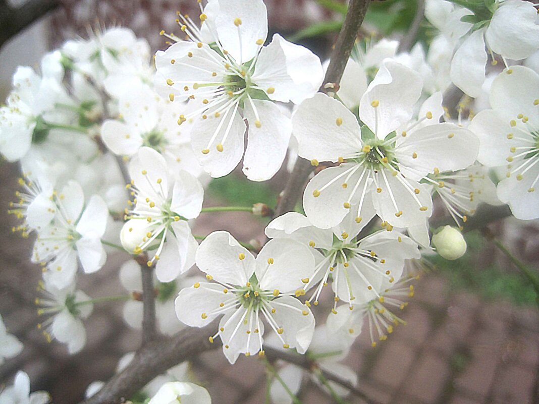 Цветущий май - Елена Семигина Цветущий май - Елена Семигина