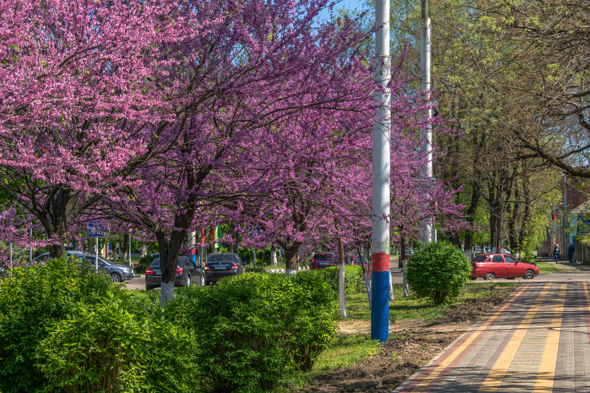 Багрянник европейский - Игорь Сикорский