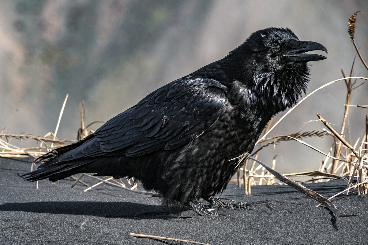 Позирует и позирует, не улетает - Георгий А