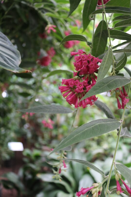 Весна в заполярной оранжерее - Ольга Весна в заполярной оранжерее - Ольга
