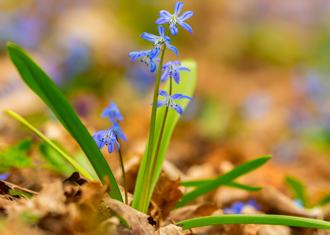 **** - Виталий Емельянов