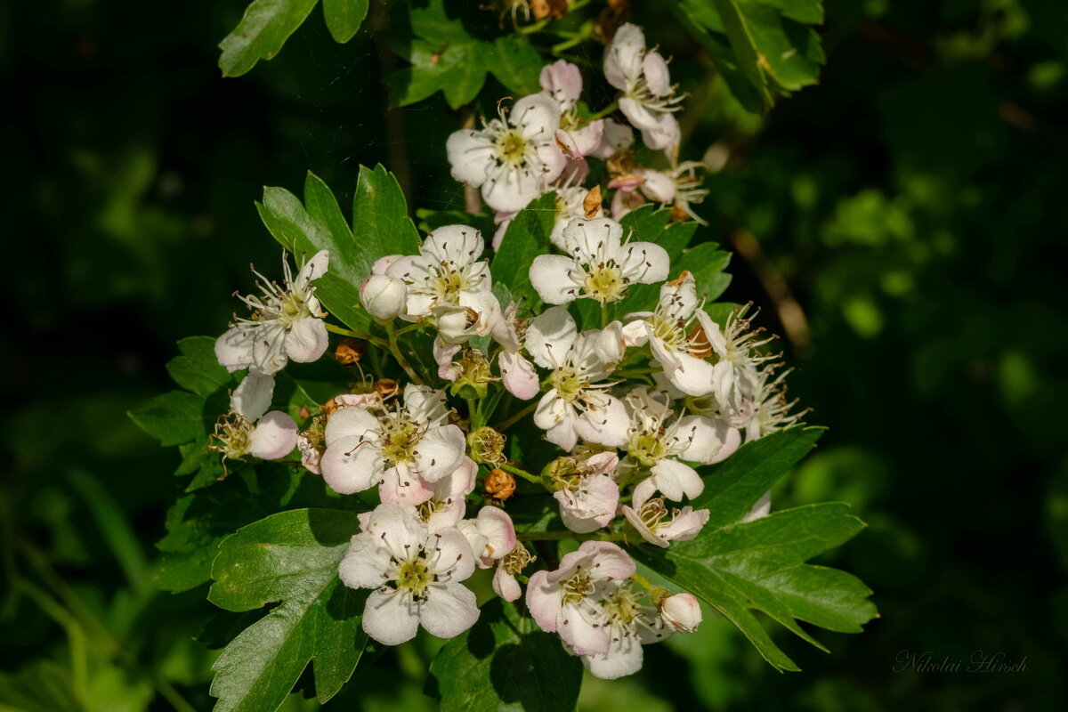 Цветёт боярышник... - Николай Гирш Цветёт боярышник... - Николай Гирш