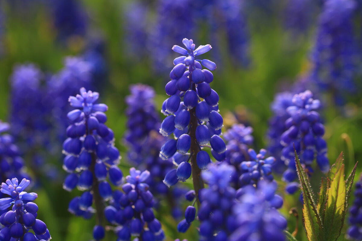 Мускари - Ninell Nikitina