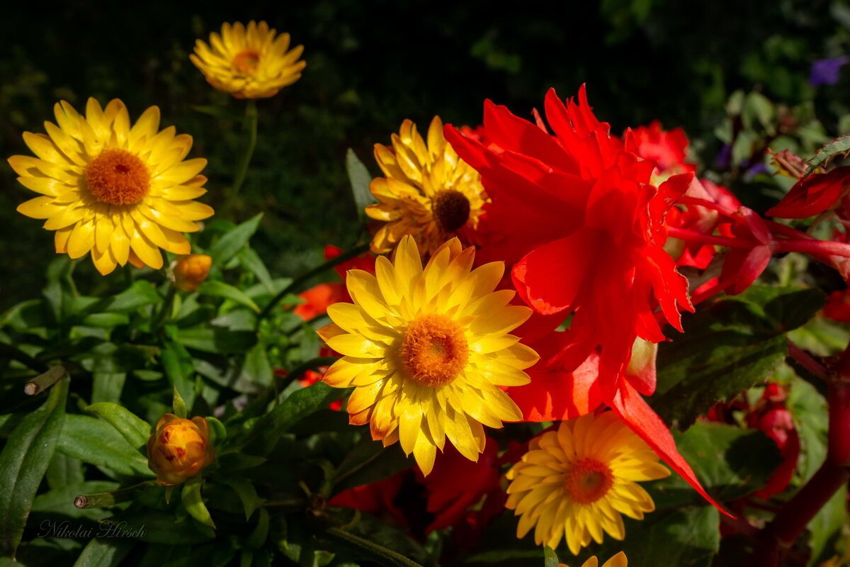 Радуясь Солнцу... - Николай Гирш Радуясь Солнцу... - Николай Гирш