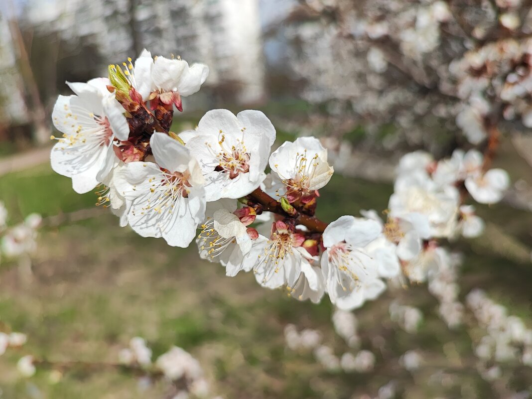 ,,, - Сергей Тимоновский