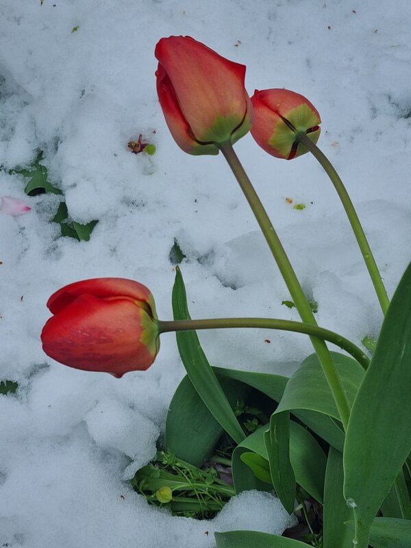 Тюльпаны поднимаются... - Наталья Тюльпаны поднимаются... - Наталья