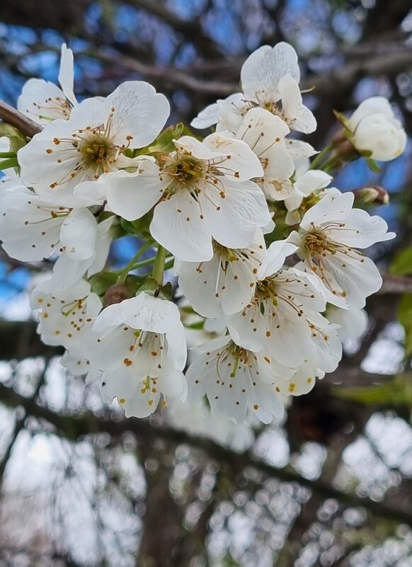 Снежная шапка упала с цветов - Наталья Снежная шапка упала с цветов - Наталья
