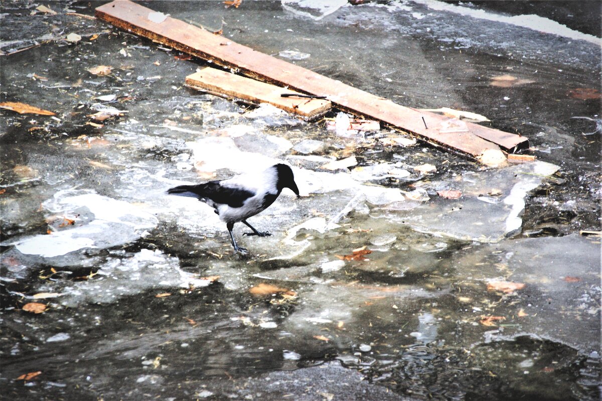 Вороне как то ... - Виктор Никитенко Вороне как то ... - Виктор Никитенко