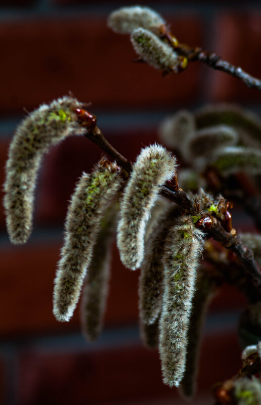 Осиновые серёжки. - Анатолий Нецепляев Осиновые серёжки. - Анатолий Нецепляев