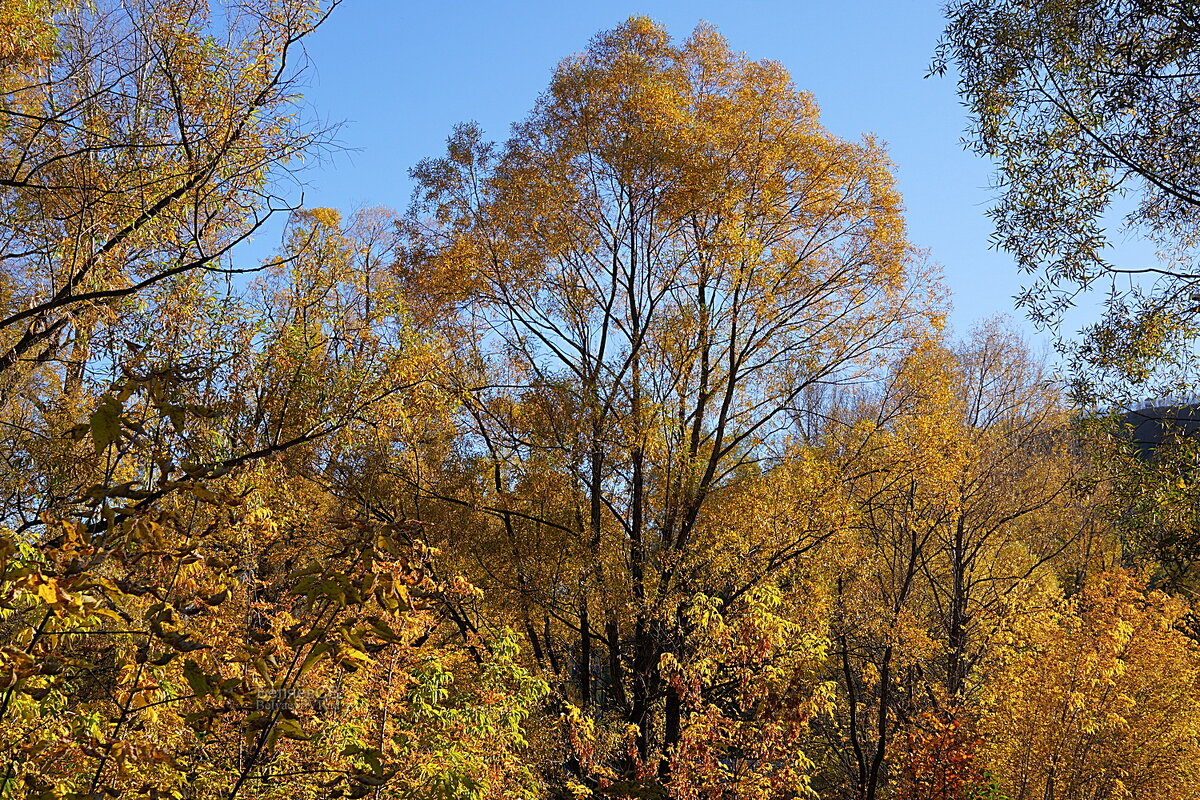 Осень золотая - Сергей Беляев Осень золотая - Сергей Беляев