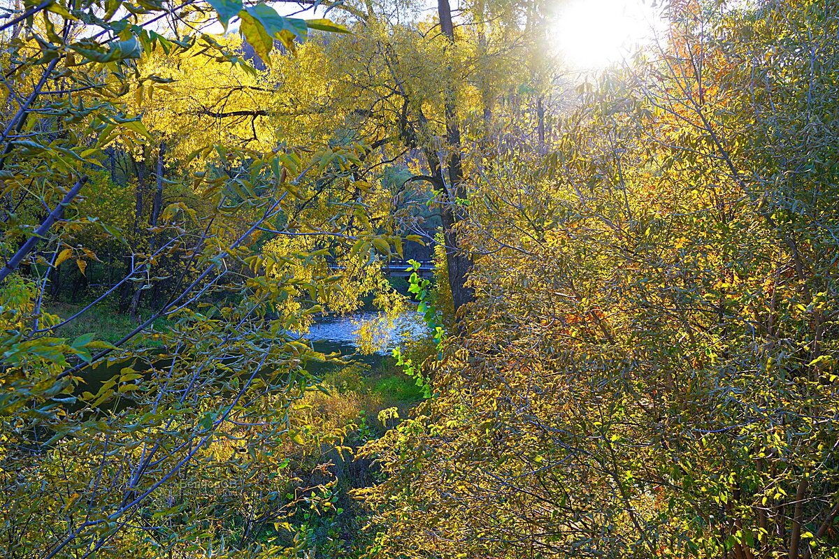 Осенний свет - Сергей Беляев Осенний свет - Сергей Беляев