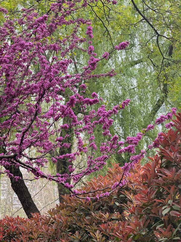 Весна в Китае - Ирэн 