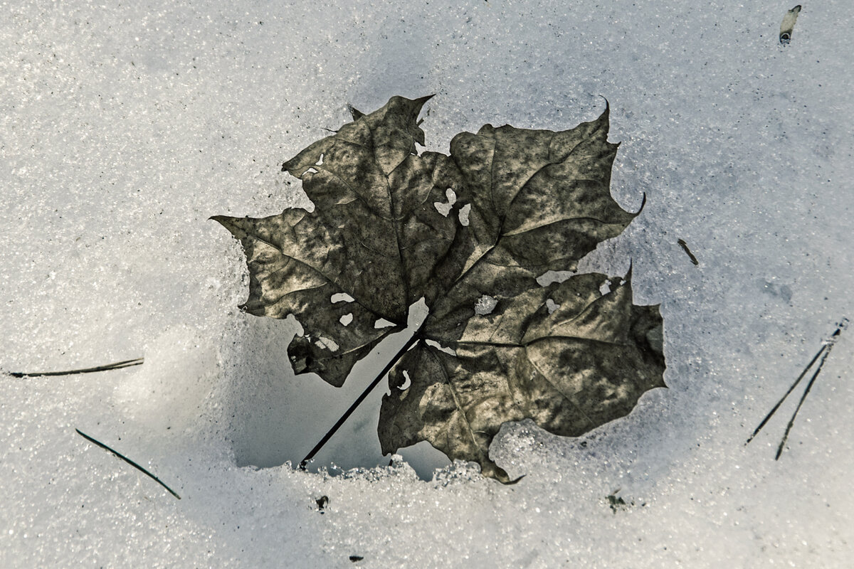 Вытаявший. - Сергей Фомичев