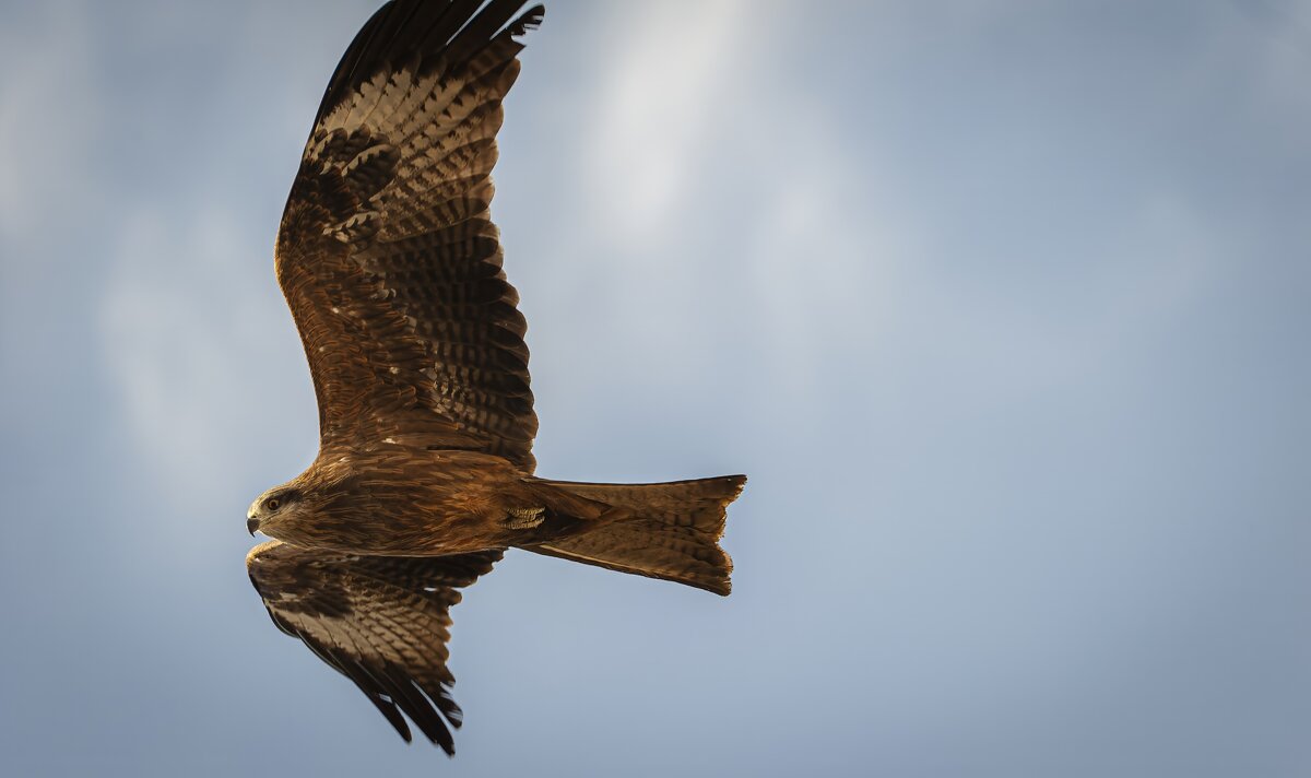 Черный коршун. - Вадим Басов Черный коршун. - Вадим Басов