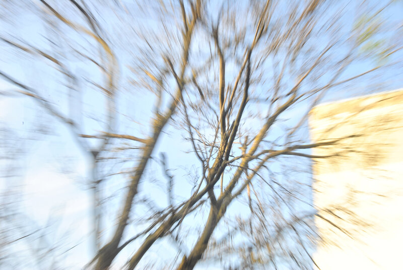 Дерево - Александр 