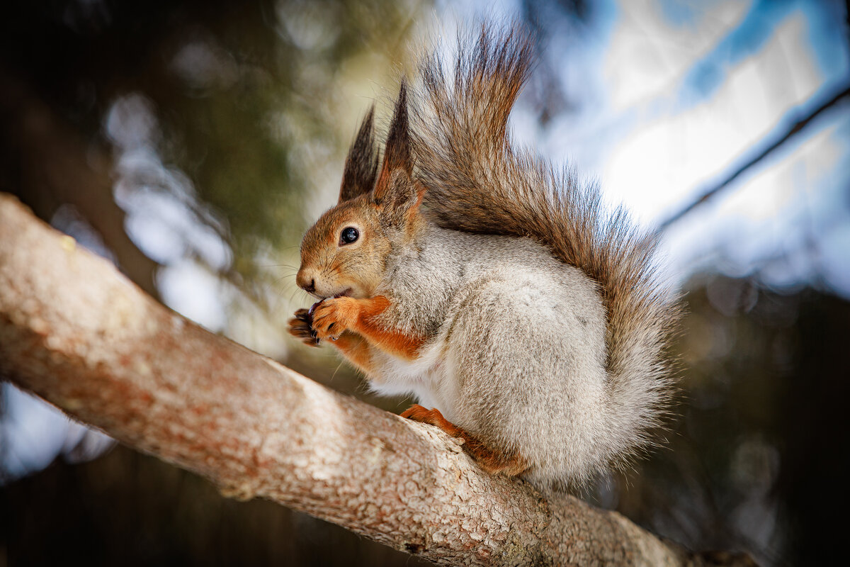 Обед - Aleksey Zaikin Обед - Aleksey Zaikin