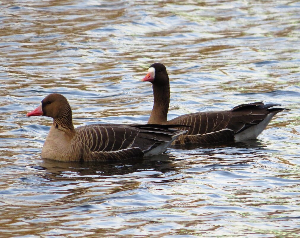 Белолобые гуси - Андрей Снегерёв