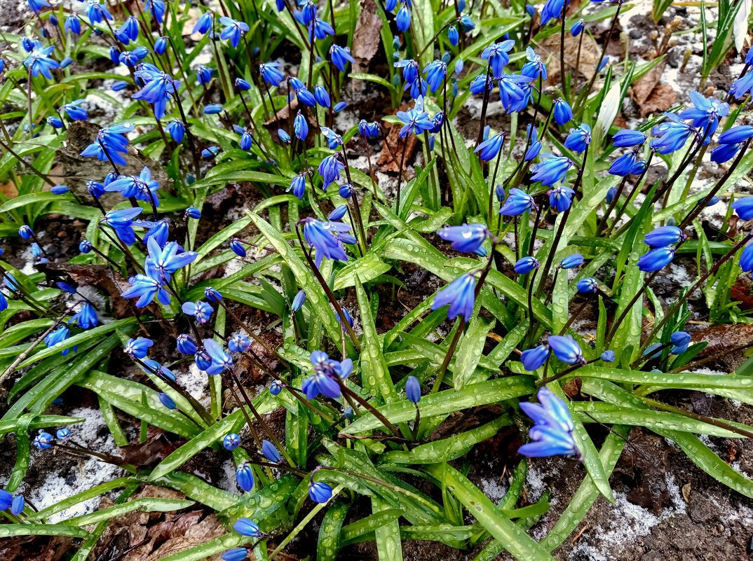 Апрельские первоцветы - Мария Васильева Апрельские первоцветы - Мария Васильева