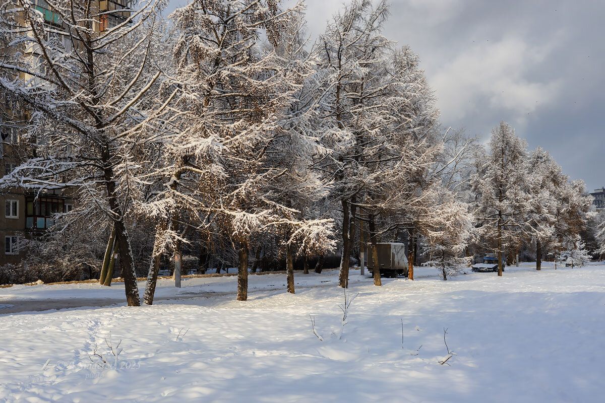 Зимние деревья - Александр Синдерёв