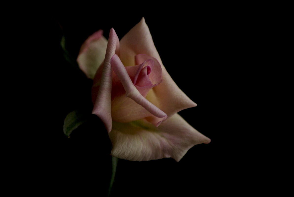 Имя Роза. - Любовь Овсянкина Имя Роза. - Любовь Овсянкина