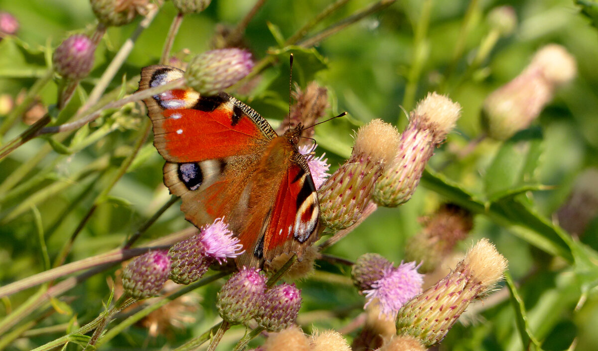 опять про бабочек 4 - Александр Прокудин опять про бабочек 4 - Александр Прокудин