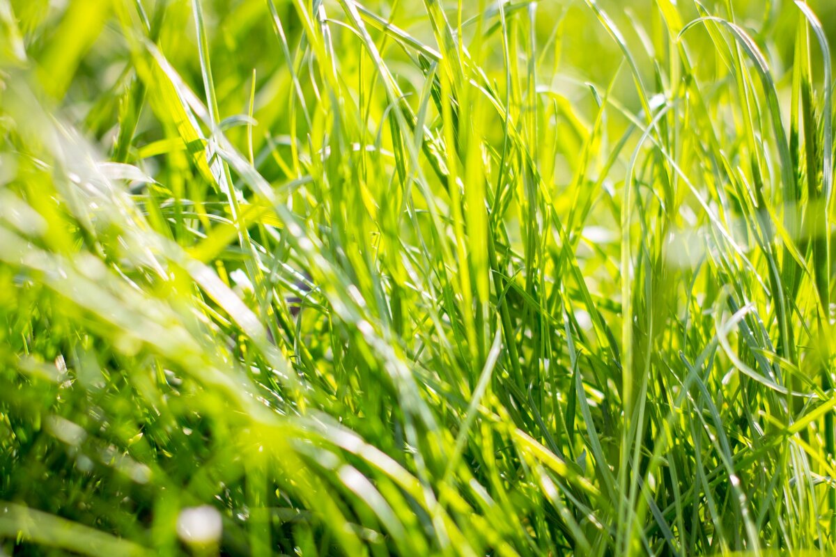 Свежесть весны - Тамара Федорова