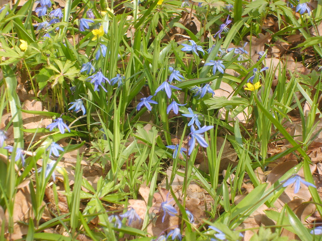 P - Андрей Л. В.