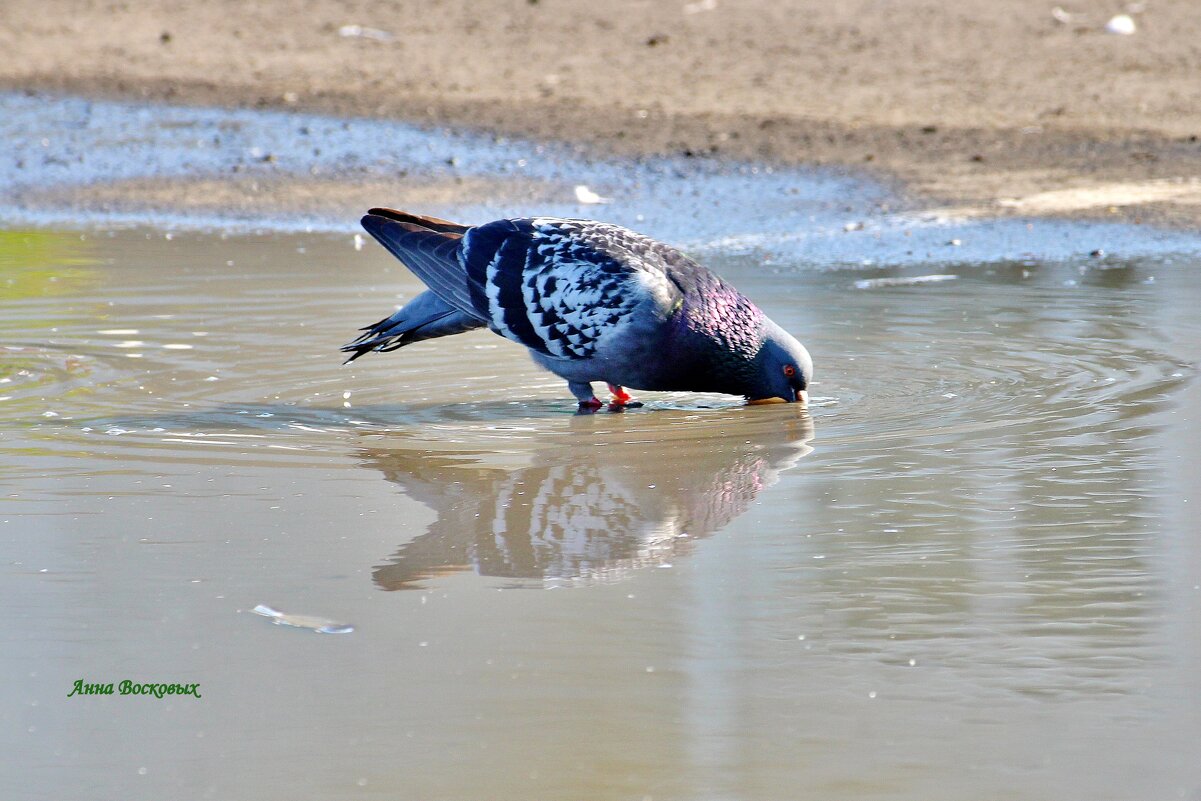 Ты ни что - жажда всё! - Восковых Анна Васильевна Ты ни что - жажда всё! - Восковых Анна Васильевна
