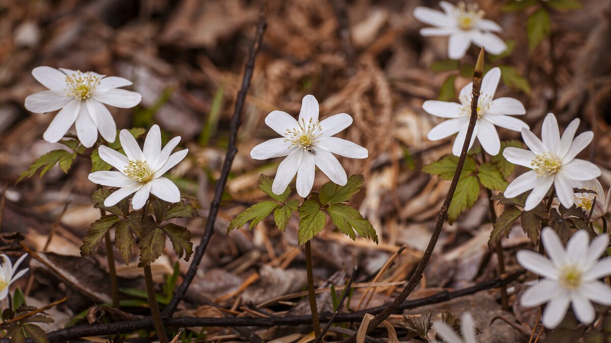 Природа не спешит, но всё делает вовремя. - Вадим Басов