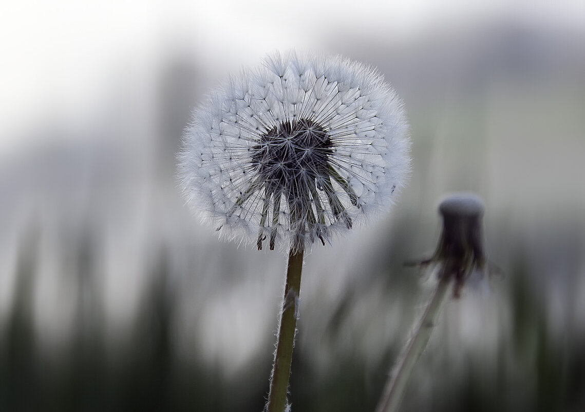 ***** - Андроник Александр ***** - Андроник Александр