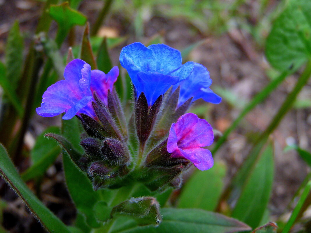 Медуница. - nadyasilyuk Вознюк