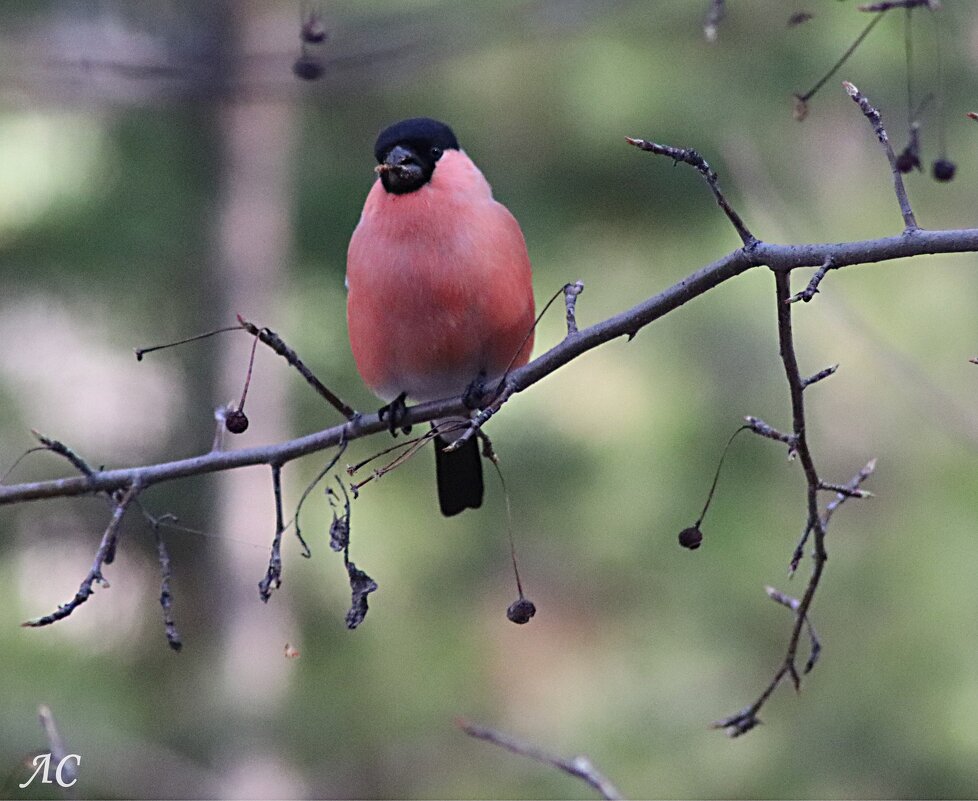 Снегирь - Любовь Сахарова