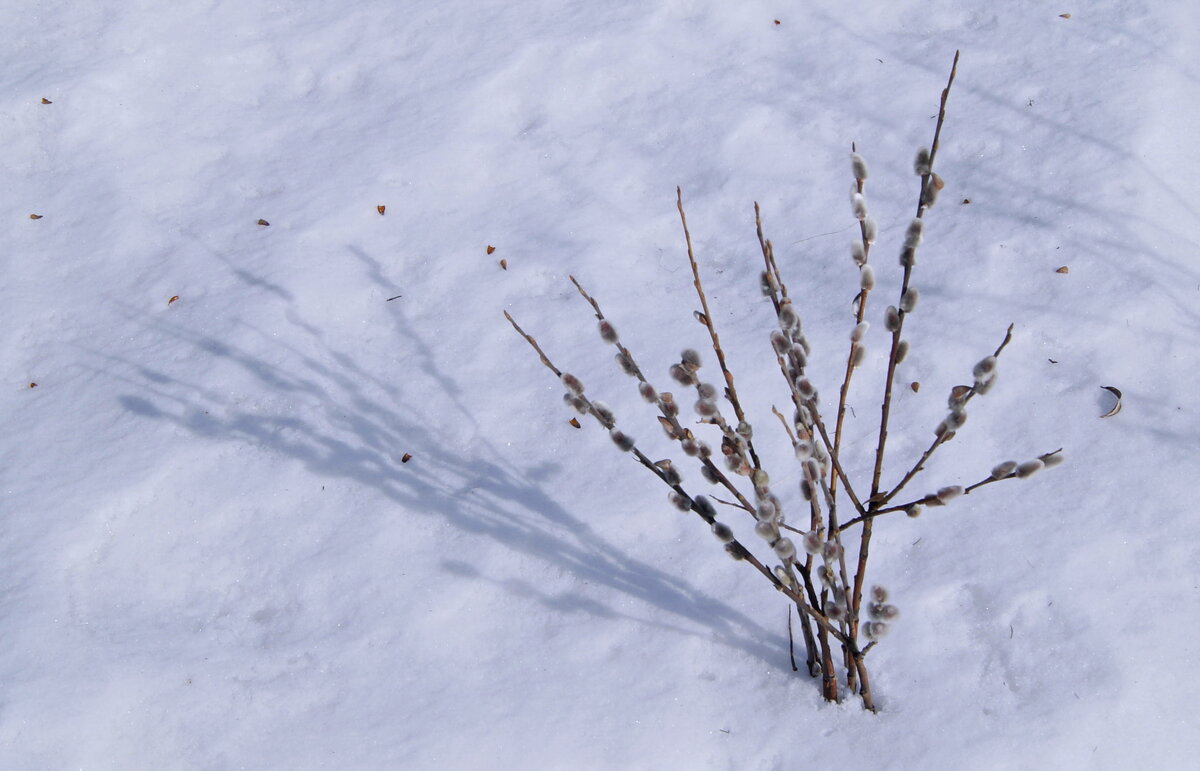 Букетик из вербы. - сергей ермошкин Букетик из вербы. - сергей ермошкин