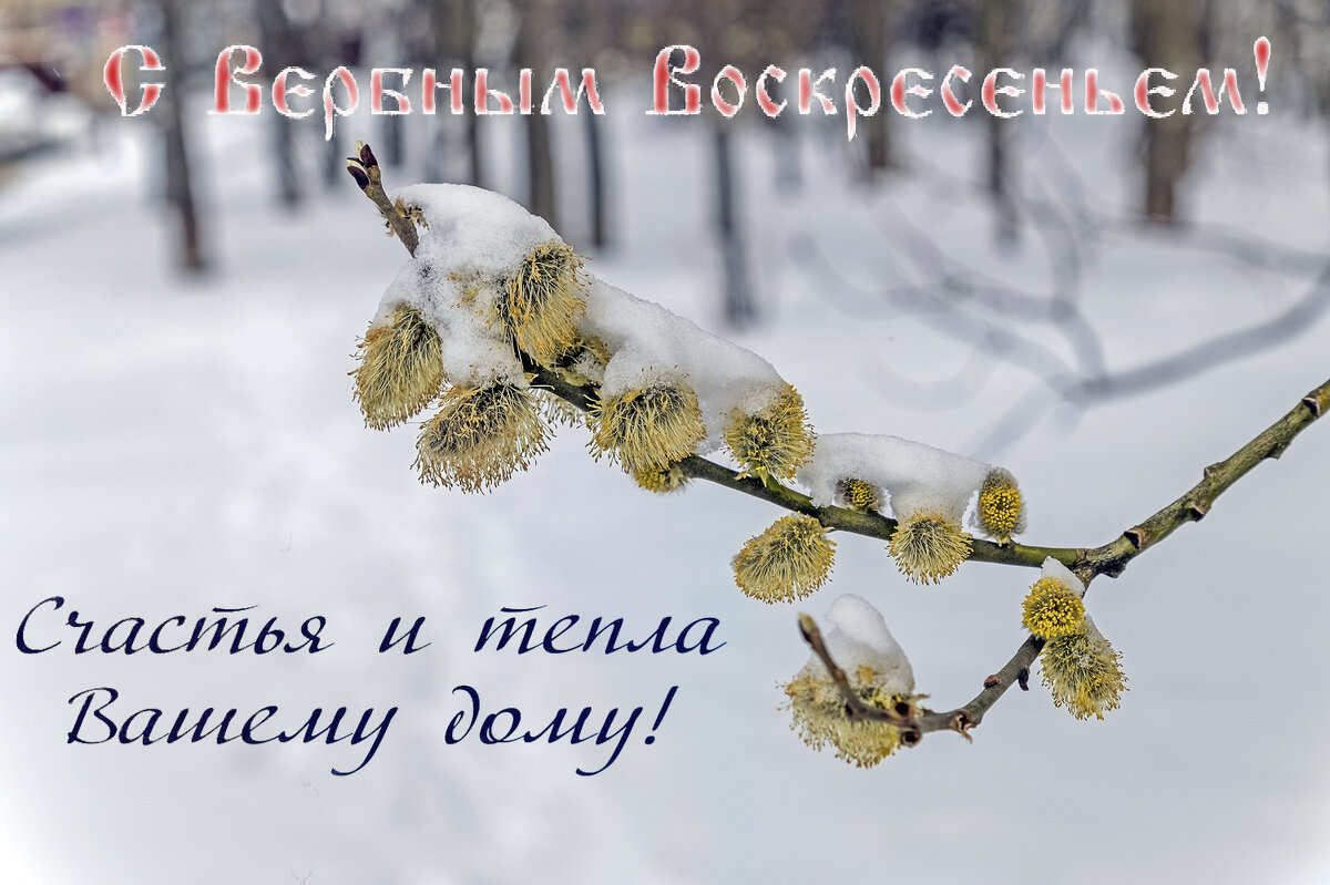С Вербным Воскресеньем! - Валерий Иванович