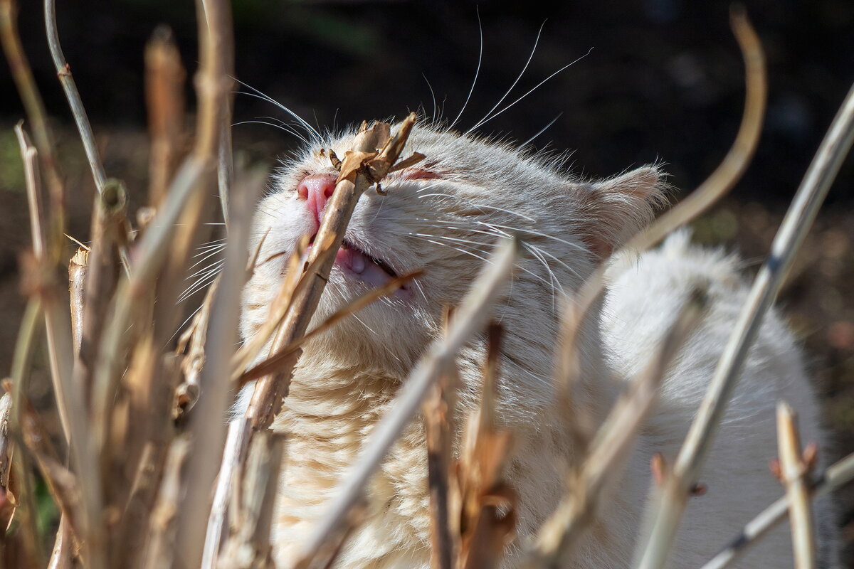 Даже обрубки куста пахнут весной. - Анатолий. Chesnavik.