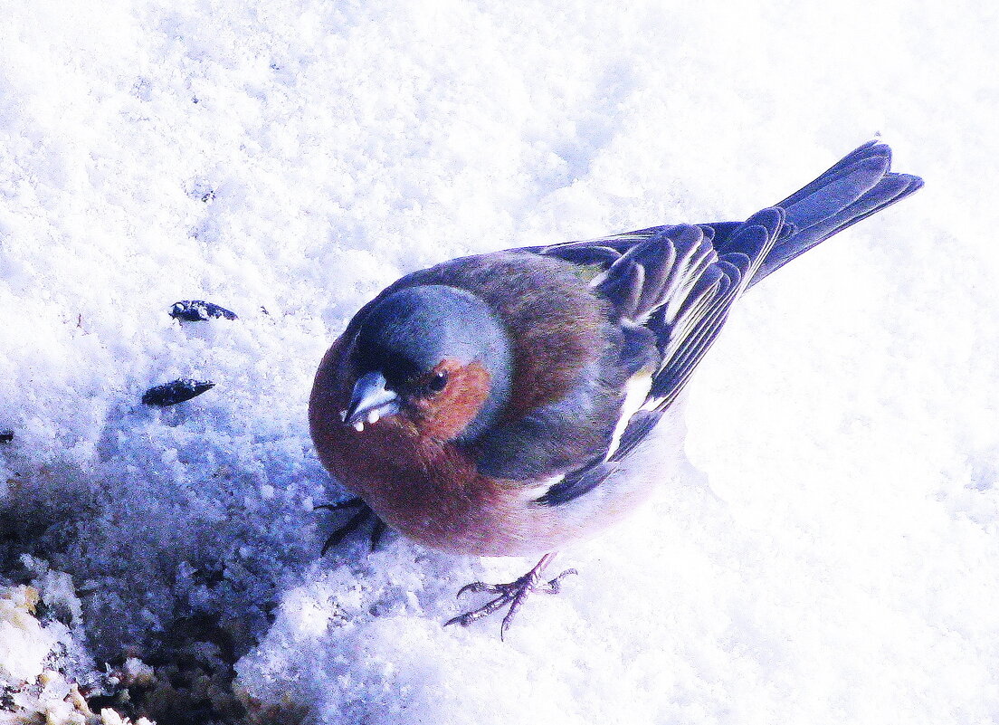 Зяблик прилетел - Людмила Смородинская Зяблик прилетел - Людмила Смородинская