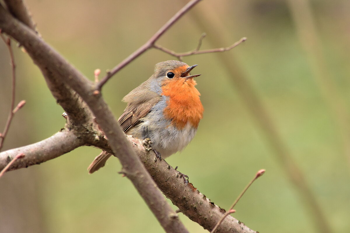 Зорянка. - Алексей .