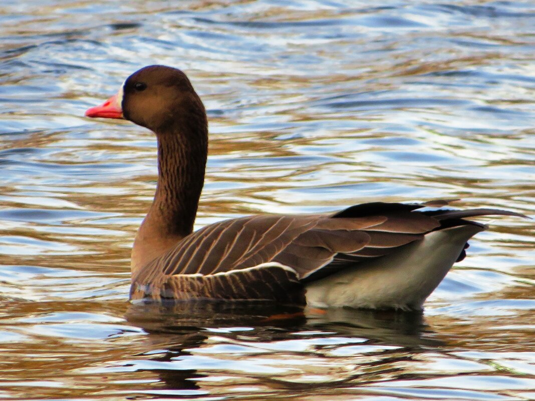 Белолобый гусь - Андрей Снегерёв