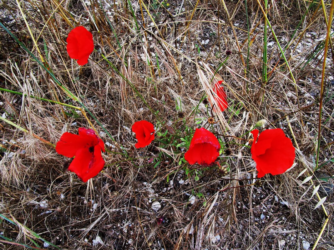 Мармарис  июнь   Турция - Елена Шаламова
