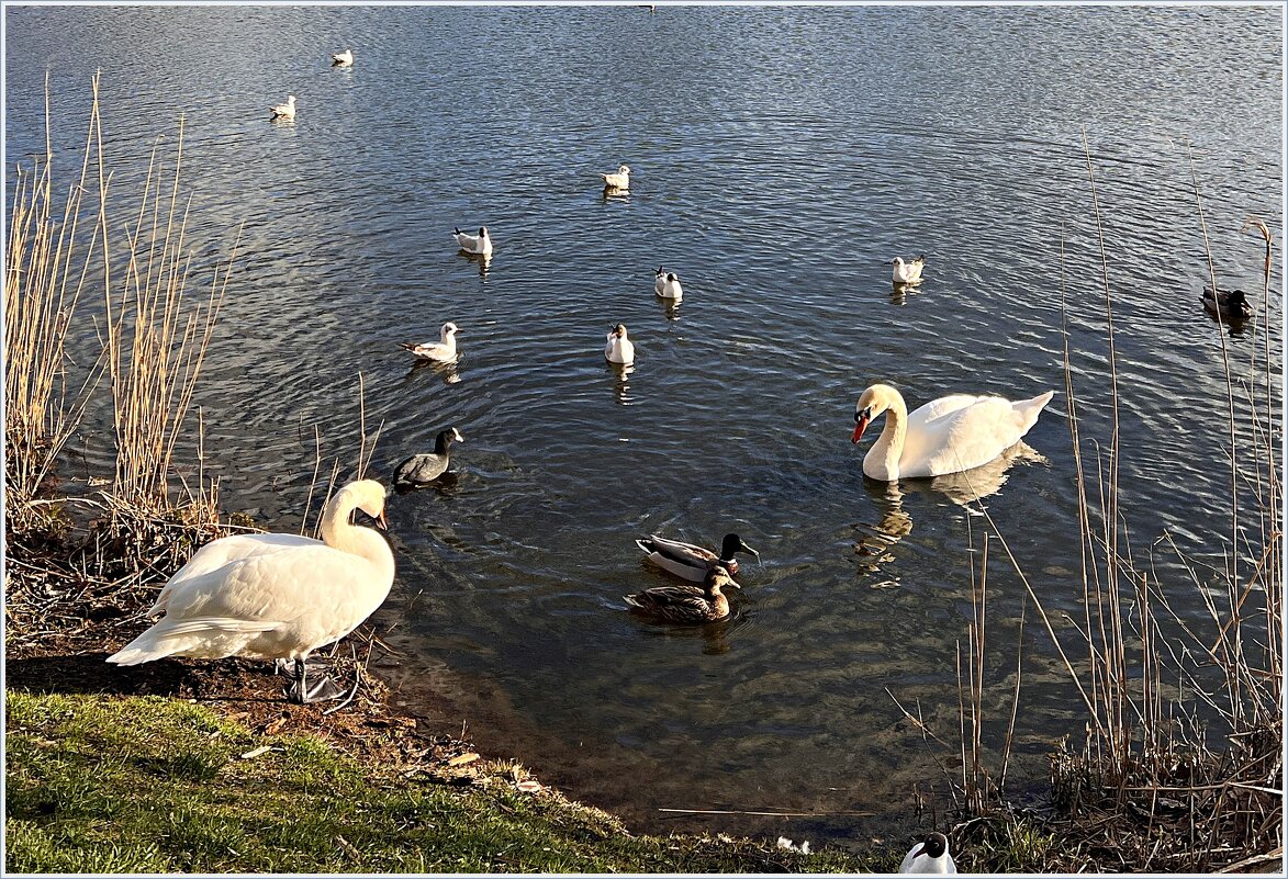 ******** - Валерия Комова