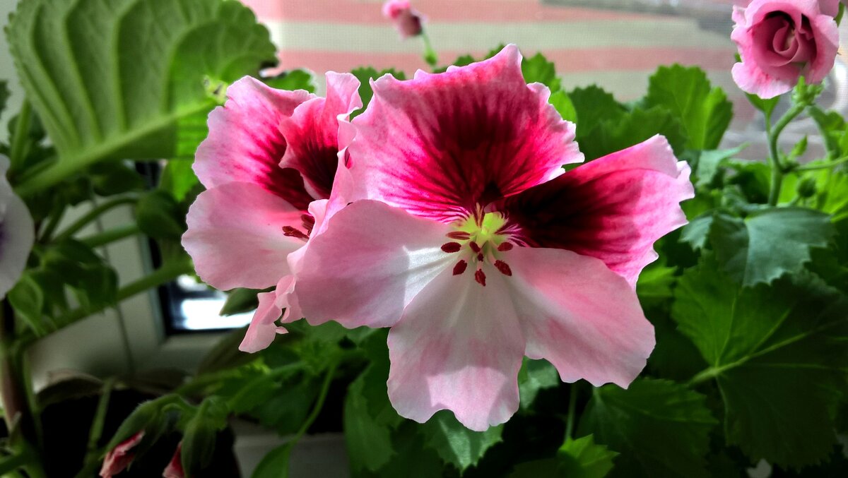 ВЕСЕННИЕ - Елена Семигина