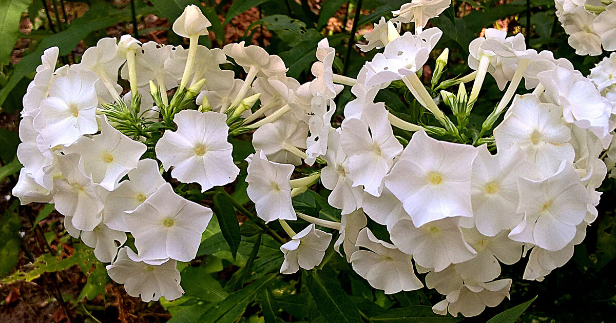 ЛЕТНИЕ - Елена Семигина ЛЕТНИЕ - Елена Семигина