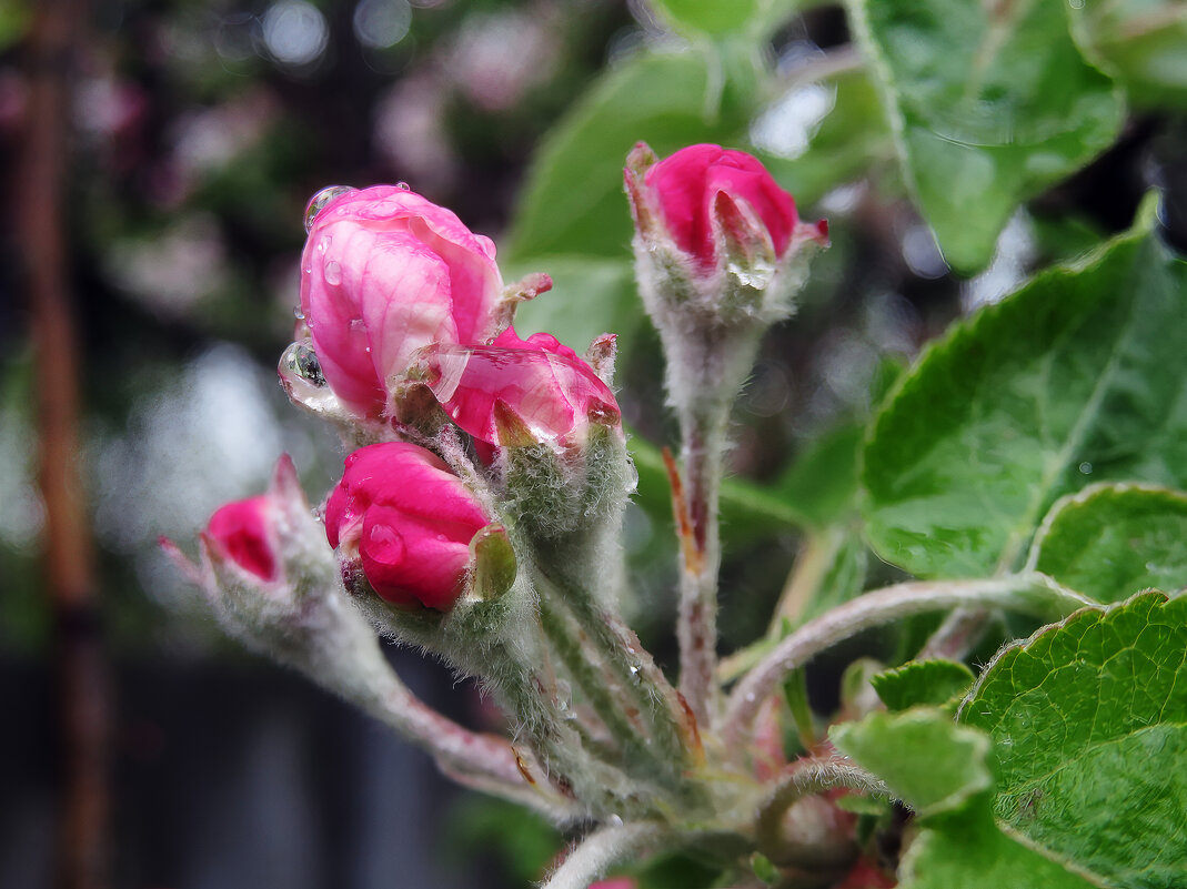Яблоня - Валерий Ткаченко Яблоня - Валерий Ткаченко