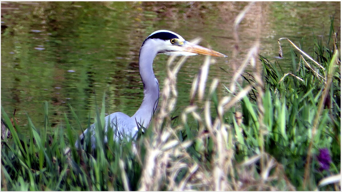Серая цапля на охоте.( Ardea cinerea ) - "The Natural World" Александер
