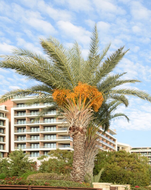 Финиковая пальма - Oleg4618 Шутченко Финиковая пальма - Oleg4618 Шутченко